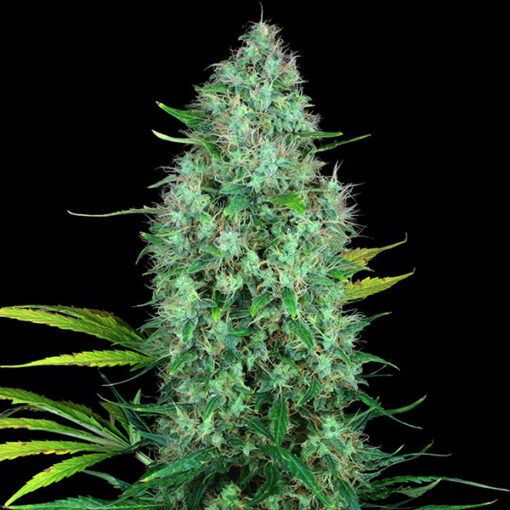 Serious 6 fem. Serious Seeds