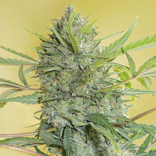 Serious Happines fem. Serious Seeds