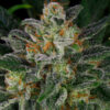 Serious Kush fem. Serious Seeds