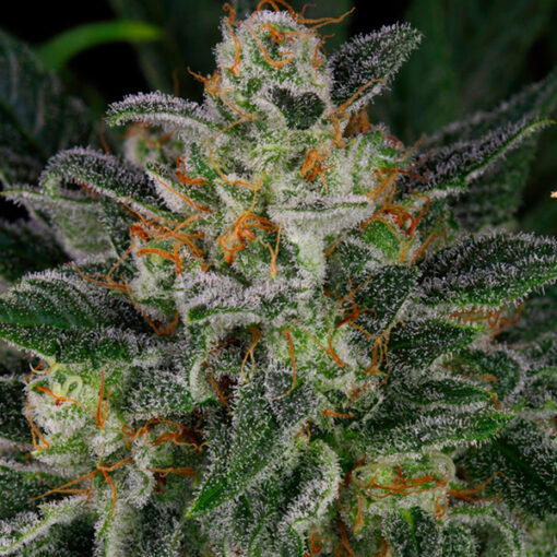 Serious Kush fem. Serious Seeds