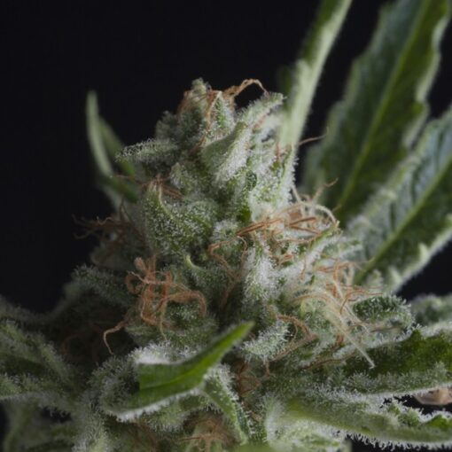 Shark CBD fem. Pyramid Seeds