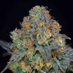 SherbDog fem. Limited Edition Grateful Seeds