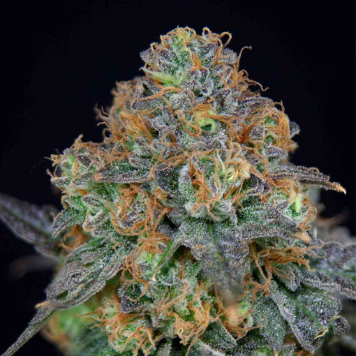 SherbDog fem. Limited Edition Grateful Seeds