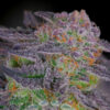 Sherbanger #22  -  2 u. fem Sacred Terps