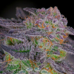 Sherbanger #22  -  2 u. fem Sacred Terps