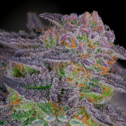 Sherbanger #22  -  4 u. fem Sacred Terps