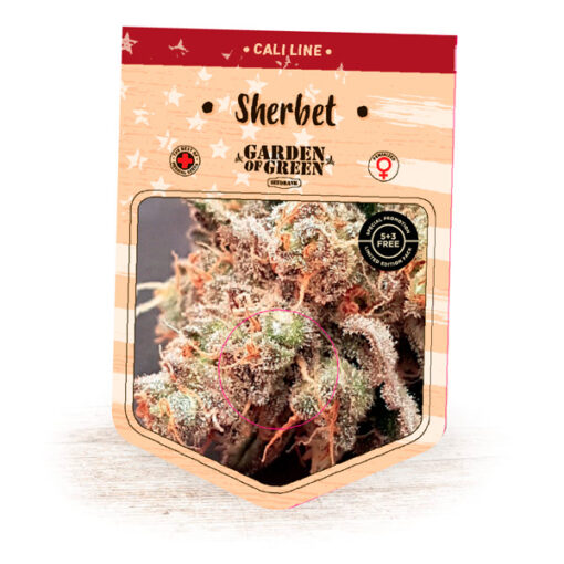 Sherbert fem. Garden of Green Seeds