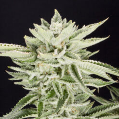 Sherbet 3 fem. Elev8 Seeds