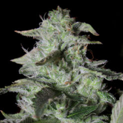 Sherbet Cake fem. Elev8 Seeds