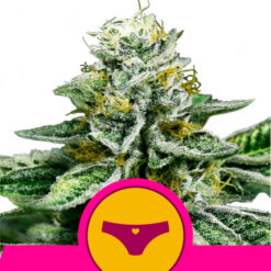 Sherbet Queen fem. Royal Queen