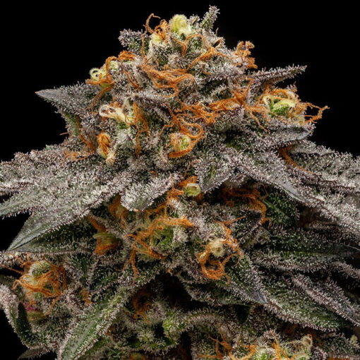 Shimo fem. Ripper Seeds