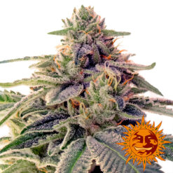 Shiskaberry fem. Barney's
