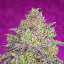 Shiskaberry 3 u. fem Pure Instinto