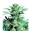 Shiva Skunk fem. Sensi Seeds