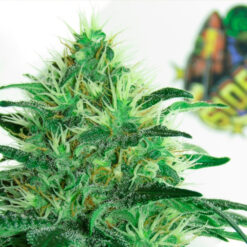 Sideral fem. Ripper Seeds