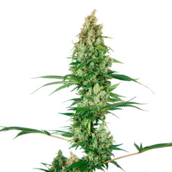 Silver Fire fem. Sensi Seeds