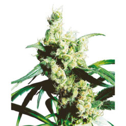 Silver Haze #9 fem. Sensi Seeds