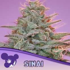Sinai 10 u. fem Anesia