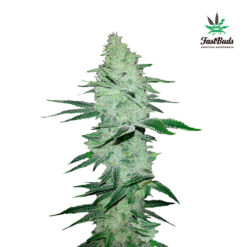 Six Shooter Auto fem. FastBuds Seeds