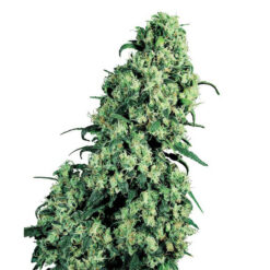 Skunk #1 fem. Sensi Seeds