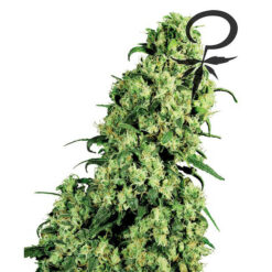 Skunk #1 fem. White Label