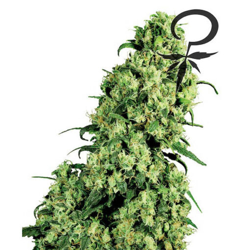 Skunk #1 fem. White Label
