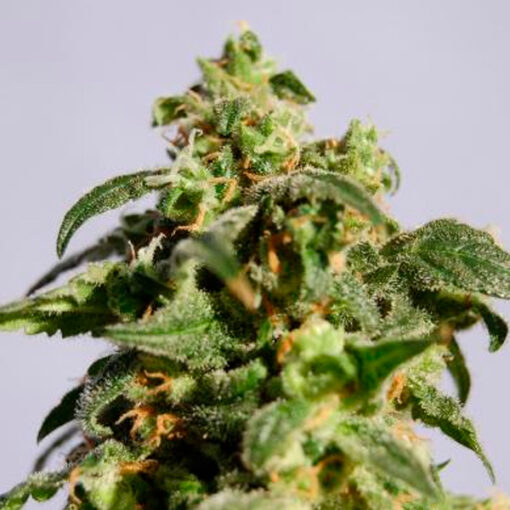 Skunk+   1 u. fem. Kannabia Seeds