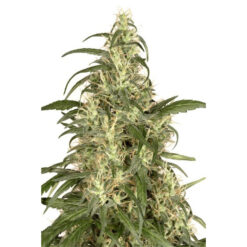 Skunk #11 fem. Dutch Passion