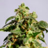 Skunk+   5 u. fem. Kannabia Seeds