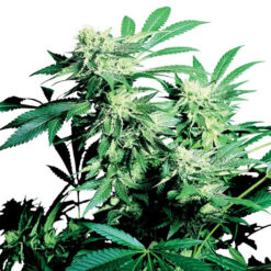 Skunk Kush fem. Sensi Seeds