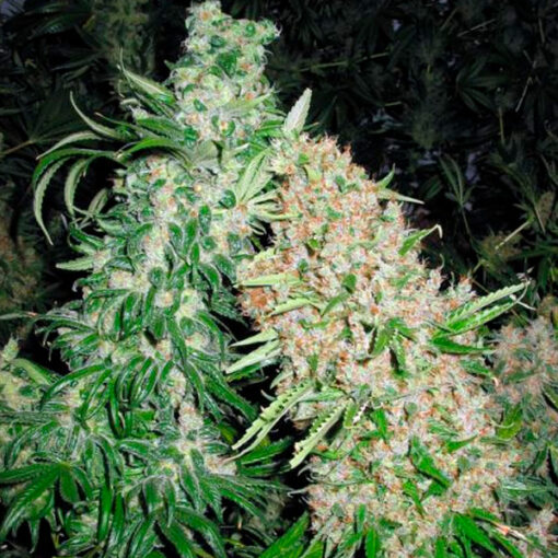 Skunk Special fem. Female Seeds