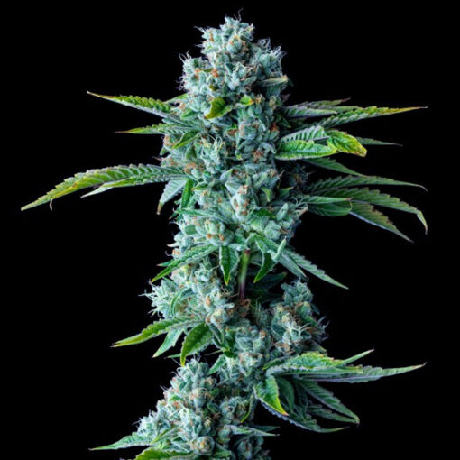 Skywalker Kush fem. DNA Genetics