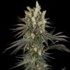 Slam Dank   3 u. fem. Sensi Seeds Research