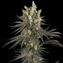 Slam Dank   5 u. fem. Sensi Seeds Research