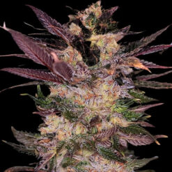 Slapz  3 u. fem Empire Seeds