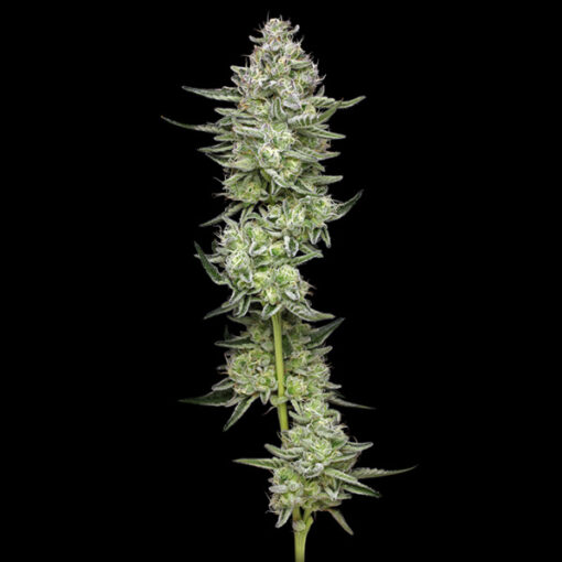Slightly Stoopid Collieman Kush 3 u. fem Humbold Seeds Company
