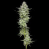 Slightly Stoopid Collieman Kush 5 u. fem Humbold Seeds Company