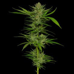 Slightly Stoopid Fruits 5 u. fem Humbold Seeds Company