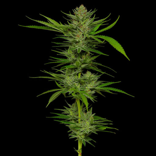 Slightly Stoopid Fruits 5 u. fem Humbold Seeds Company