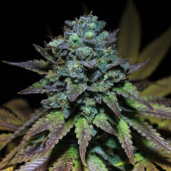 Smoothie 3 u. fem Pure Instinto