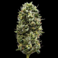 Snack Pack fem. DNA Genetics