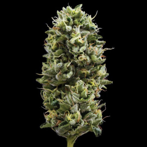Snack Pack fem. DNA Genetics