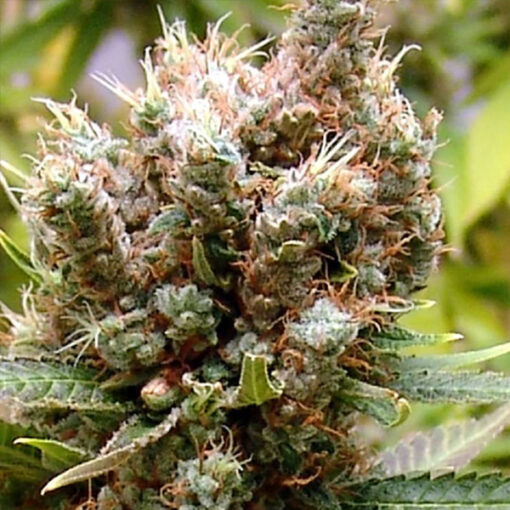 Somalicious fem. Soma Seeds