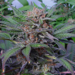 Somango fem. Soma Seeds