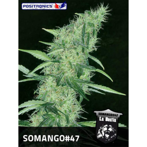 Somango #47 fem. Positronics Seeds