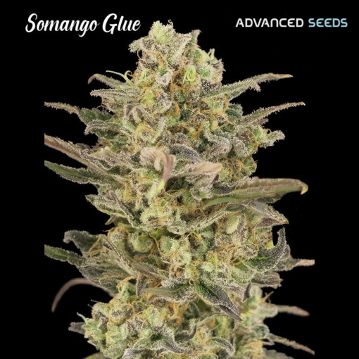 Somango Glue fem. Advanced Seeds