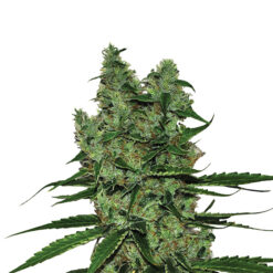 Somango XXL fem. Nirvana