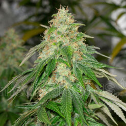 Some Sweet fem. Medical Seeds
