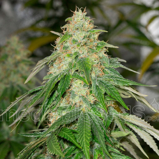 Some Sweet fem. Medical Seeds