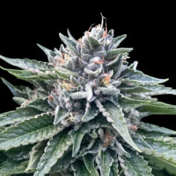 Sorbet #4 fem. DNA Genetics
